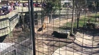 Person jumping tiger fence at Toronto Zoo for a hat