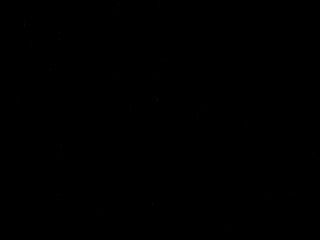 cavalinho - sem imagem