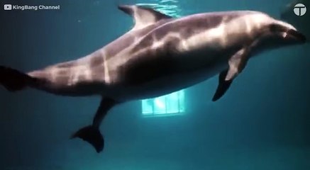 Rare video of dolphin giving birth