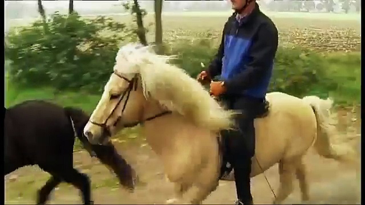 Löwenzahn 248 Pferde Der rettende Sprung