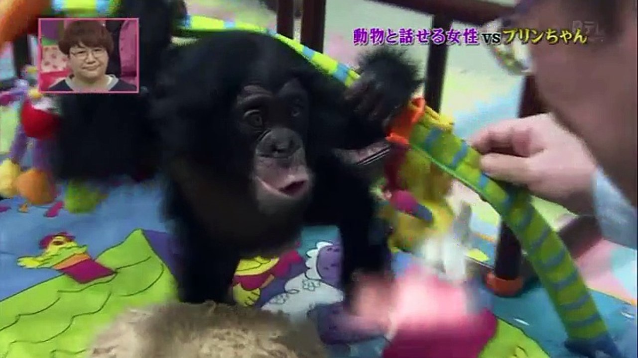 chimpanzee purin