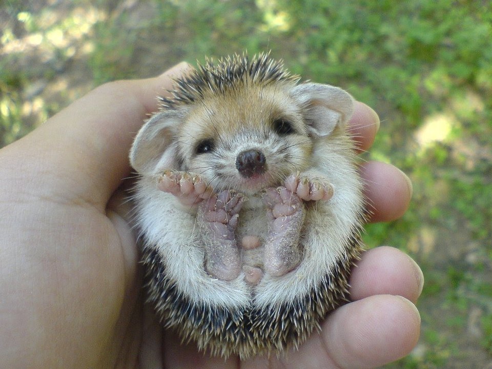 The Cutest Tiny Animals On Earth 2016 - 2017