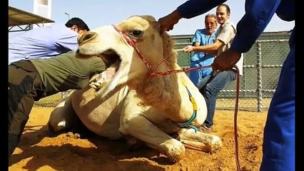 Camel eats woman head in front of large crowd