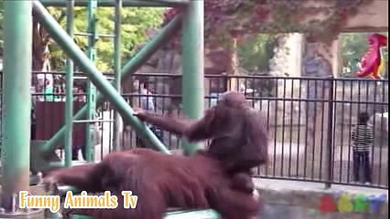 Funny Animals - Top 10 Animals Mating - Mokey Mating And Gorilla Mating funny video 2016