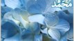 Beautiful 99 names of Prophet Muhammad(PBUH)