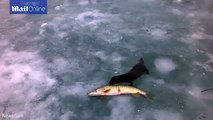 Hilarious moment cheeky mink steals a fish from fisherman