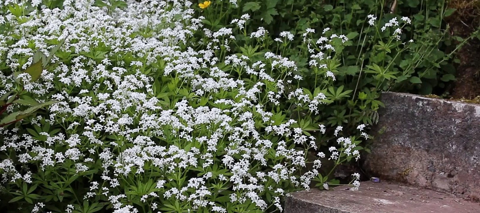 L'aspérule odorante.