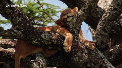High quality, close-up footage of lions sleeping in a tree