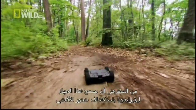 c-h-a-n-n-e-l animals documentary King Cobras Na documentary [M-O-V] Animal plane