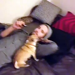 Chico The Singing Chihuahua Vine by Lisa D Klein