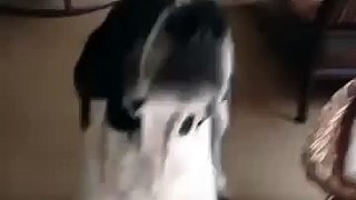 Dog Logic Vine by Thomas Sanders YouTube