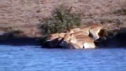 Kaio e Stuart - Búfalos x Leões