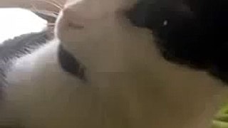 Taklitçi Kedi Vine