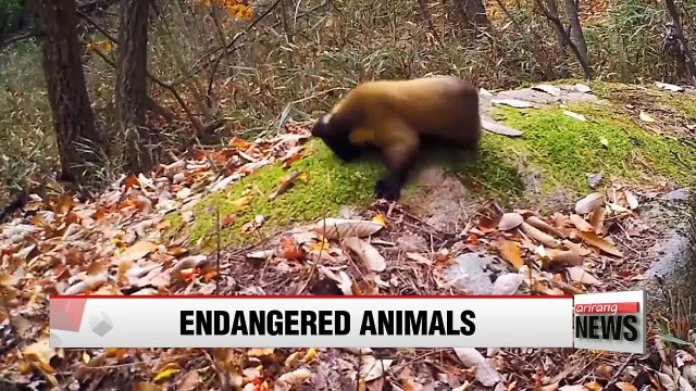 Three endangered species spotted in Korean national park