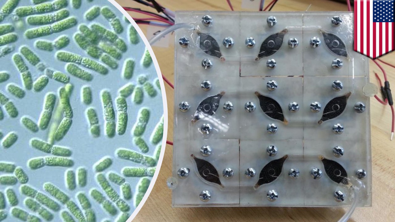 First bio-solar panel to run on bacteria creates clean and sustainable energy