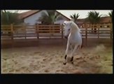 Arabian Desert - Horse Lover Gifts@ Videos of Horses