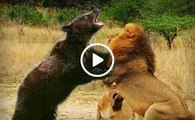 men Lion attacks Bear