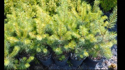 Landscaping Trees     White Pine Trees   at our Doylestown Pa Farm