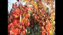 Landscaping Trees  .....Sunset Red Maple From HH Farm