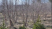 Large  River Birch Tree sale for 2016 at HH Farm