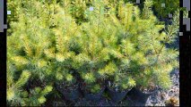 Large and small  White Pine Trees   at our Doylestown Pa Farm