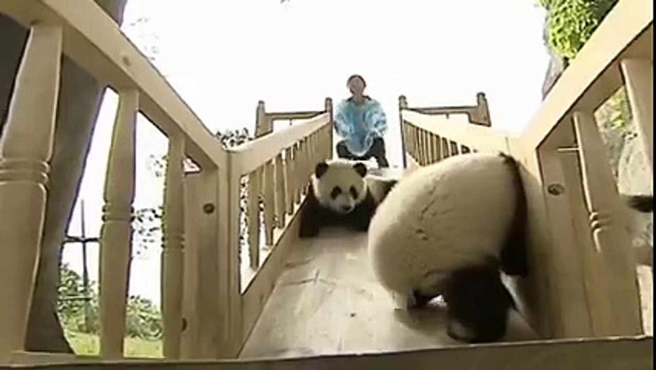 Animal Cutness -2