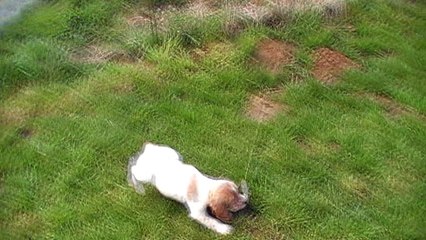 Arret  mâle 2 - Copie