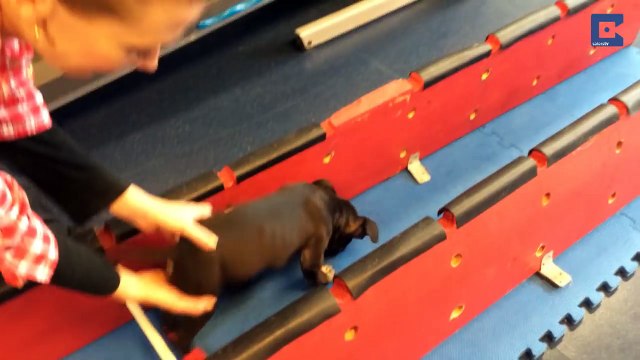 Adorabile cucciolo, paralizzato dalla nascita, impara a camminare per la prima volta