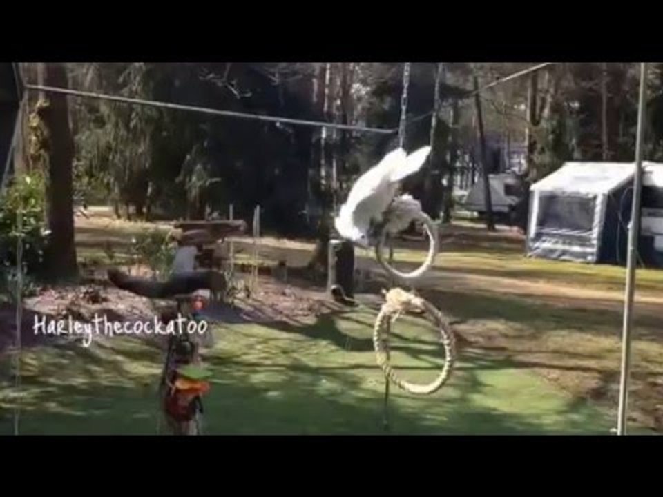 Harley the Cockatoo Goes for a Swing
