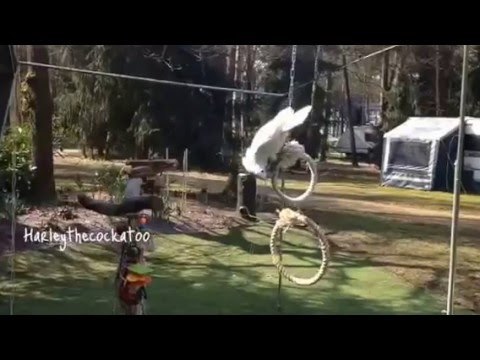 Harley the Cockatoo Goes for a Swing