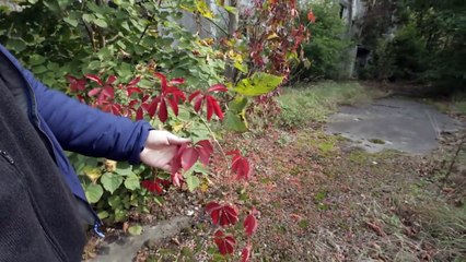 Прогулка по Чернобылю 2016