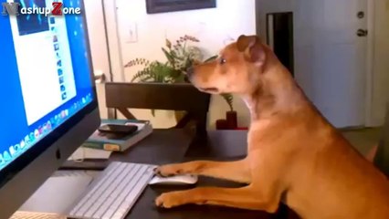 Funny Dogs Acting Like Humans Compilation