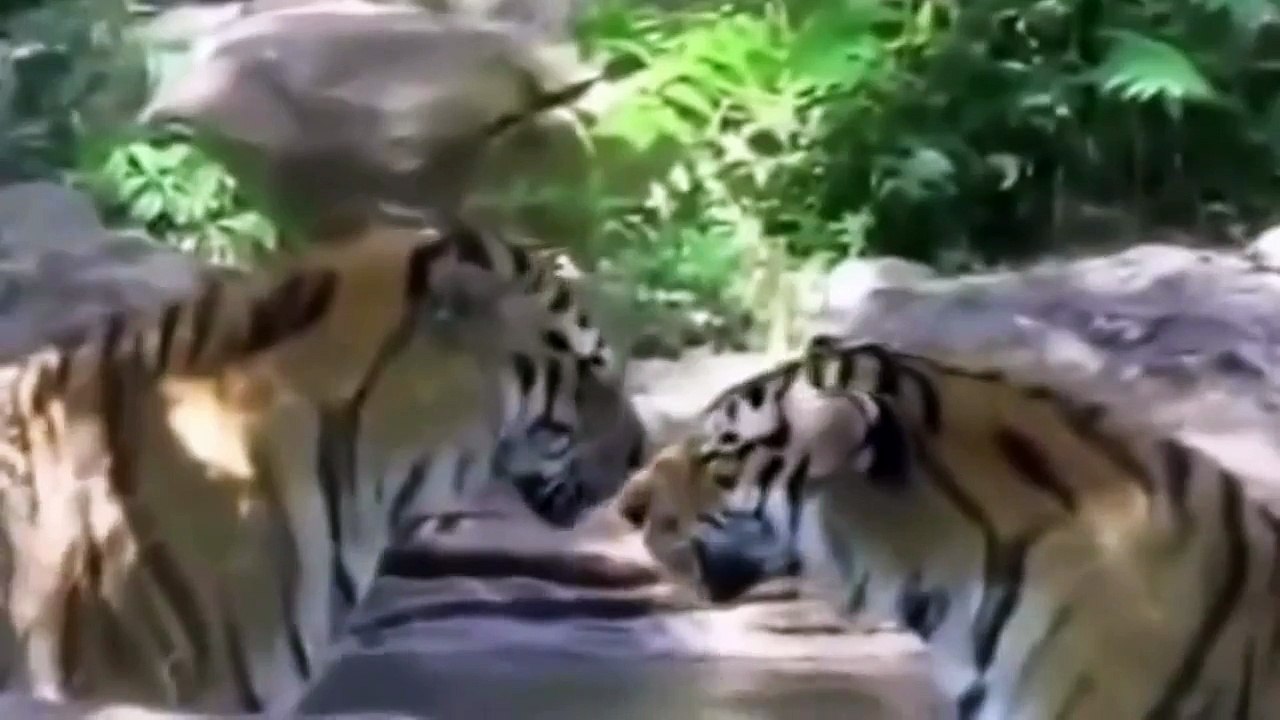Animals Attack Compilation - When Animals Attack Compilation