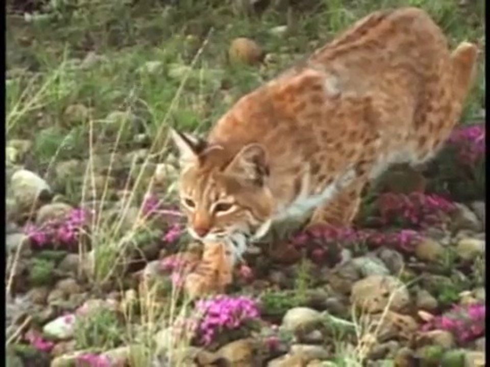 Cat attacks big Eagle