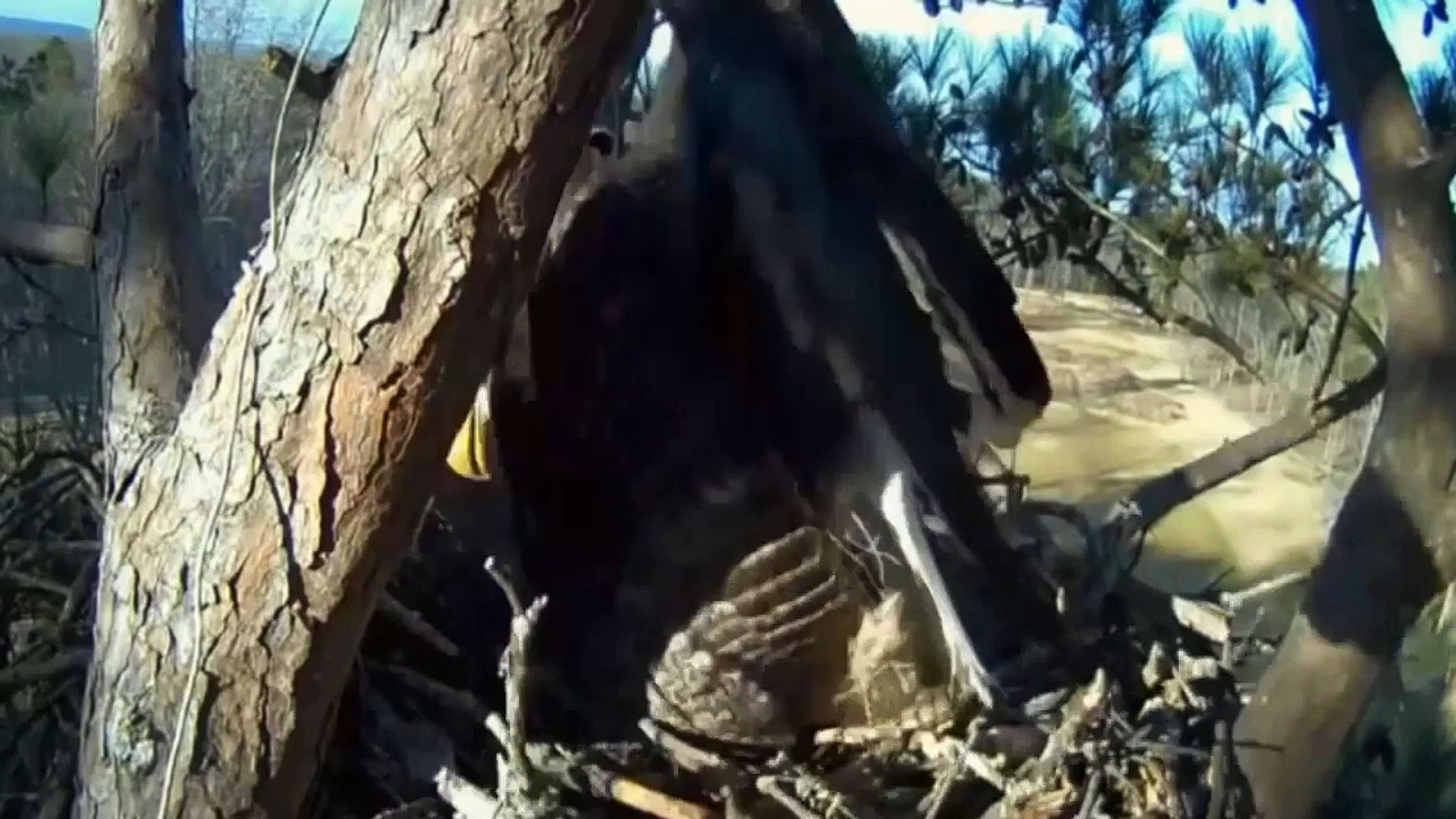 Animals Attack Compilation - When Animals Attack