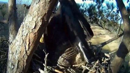 Animals Attack Compilation - When Animals Attack