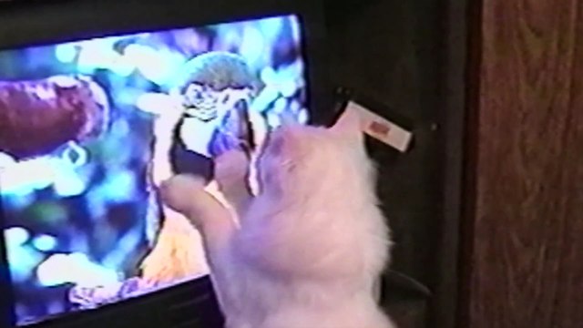 14 Animals Still Figuring Out Technology