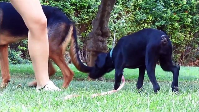 En découvrant cette chienne dans la ruelle, ils sont sous le choc en s'approchant!