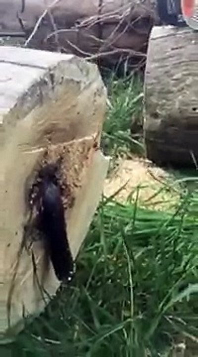 Il coupe un arbre mais ce qui sort de là vous donnera envie de vomir!