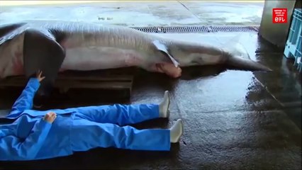 Un rarissime requin grande-gueule a été capturé au Japon