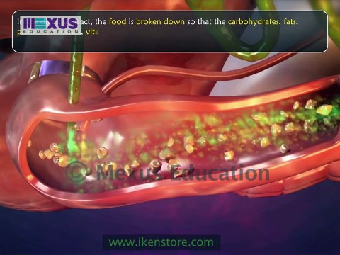 Learn About Digestive System - Human Digestive System Animation- Part 1