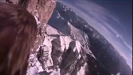 Le vol d'un aigle en caméra embarquée : magnifique