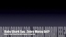 Shark Inside It's Egg. Zebra Moray Eel? (Short Video)