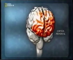 Cerebro: Pereza y procrastinacion (Prefrontal y talamo)
