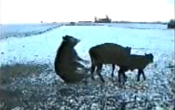 Ha Ha Ha !!! Bull hates Winter-Top Funny Videos-Top Prank Videos-Top Vines Videos-Viral Video-Funny Fails