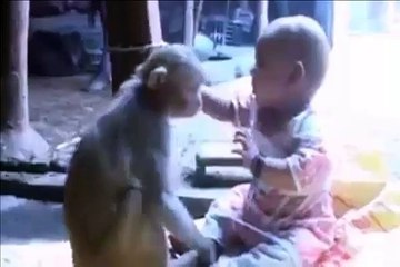 Ha Ha Ha !!! Crazy Monkey-Top Funny Videos-Top Prank Videos-Top Vines Videos-Viral Video-Funny Fails