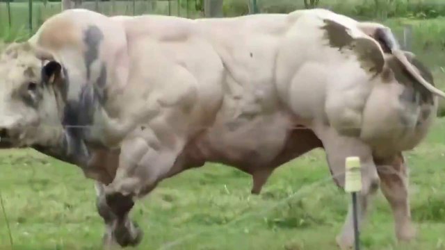OMG!!! Amazing Stronger Bull-Top Funny Videos-Top Prank Videos-Top Vines Videos-Viral Video-Funny Fails