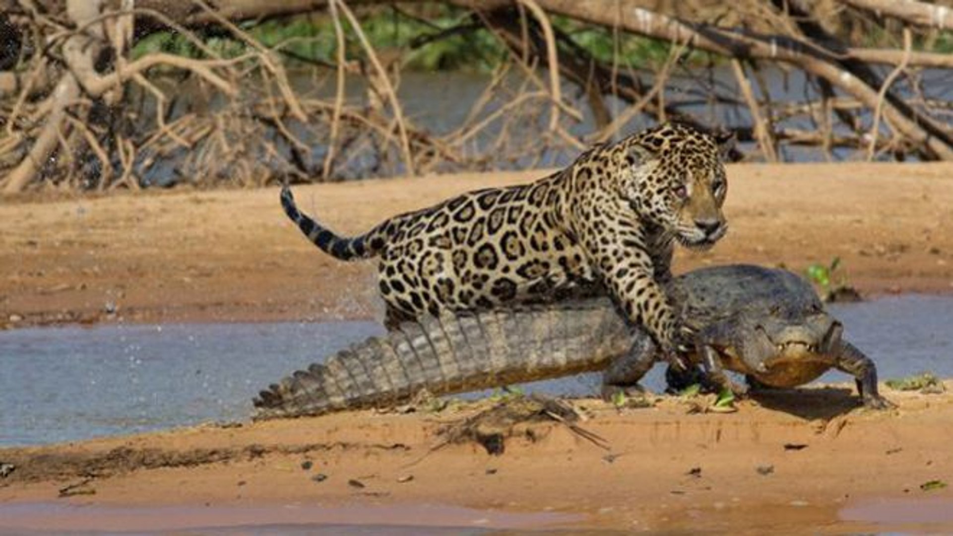 OMG!!! Leopard VS Crocodile Amazing Video-Top Funny Videos-Top Prank Videos-Top Vines Videos-Viral V