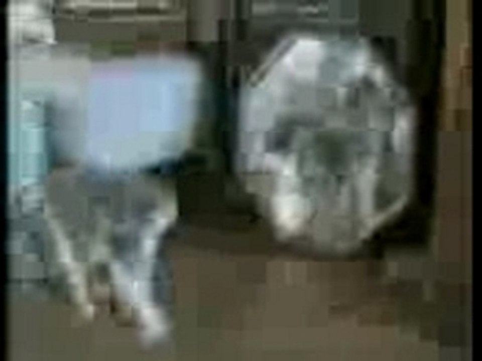 C'est con, un chat!