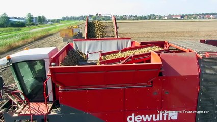 Aardappelsrooien met een Dewulf Kwatro Lifting potatoes Kartoffeln ernte - Veerman Goudswaard